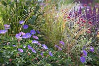 Géranium 'Rozanne', graminées ornementales, Knautia macedonica et Salvia 'Caradonna' - Squire's Garden Centres: Urban Oasis garden, Hampton Court Flower Show 2015