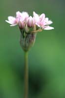 Allium hyalinum rose