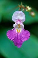 Impatiens glandulifera