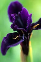 Iris chrysographes 'Kew Black'