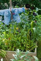 Épouvantail en bordure de légumes en été avec bourrache et maïs doux