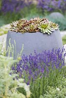Sempervivum en pot de béton gris moderne. Jardin de guérison urbain - RHS Hampton Court Palace Flower Show 2015