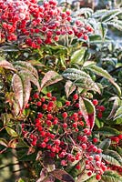 Nandina domestica aux fruits d'hiver rouge vif.