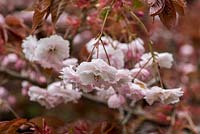 Le Prunus 'Shirofugen', cerisier japonais, a de jeunes feuilles cuivrées au printemps et des bourgeons roses, s'ouvrant blanc et passant au rose, en avril.