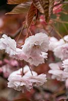 Le Prunus 'Shirofugen', cerisier japonais, a de jeunes feuilles cuivrées au printemps et des bourgeons roses, s'ouvrant blanc et passant au rose, en avril.