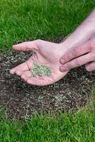 Restaurer une pelouse endommagée étape par étape - Semez des graines d'herbe sur un sol nu.