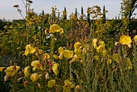 Oenothera stricta 'Sulphurea'