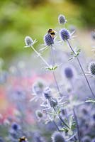 Eryngium planum 'Blaukappe' avec des abeilles