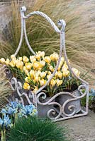 En pots galvanisés, Crocus 'Cream Beauty', un bulbe à fleurs d'hiver en février. A gauche en parterre de fleurs, Iris reticulata 'Katharine Hodgkin '.