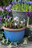 Pots au début du printemps. Chionodoxa forbesii 'Pink Giant, devant des pots de reticulata iris et altos.