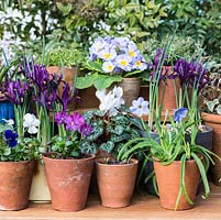 Pots de printemps d'Iris reticulata 'Pixie '. Altos, primula, Cyclamen persicum blanc, Ipheion uniflorum ,, saxifrage et lierre.