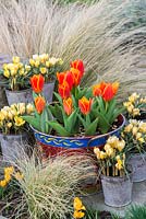 Stipa tenuissima, seau peint planté de Tulipa 'Early Harvest' et pots de Crocus 'Cream Beauty', fleurissant en février et mars.