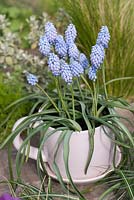 Une tasse de thé plantée de Muscari 'Cupido '.