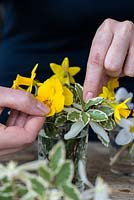 Posie d'hiver doré étape par étape en février. Après le feuillage pittosporum, Clematis armandii et le jasmin à floraison hivernale, de minuscules jonquilles 'Tete-a-Tete' sont ajoutées.