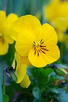 Fleurs coupées d'hiver de longue durée. Viola x wittrockiana à floraison annuelle d'hiver jaune.