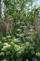 Ammi majus, Panicum virgatum 'Northwind' et Hydrangea 'Annabelle '. Vestra Wealth - Encore. A Music Lovers' Garden. Hampton Court Flower Show, juin 2015.