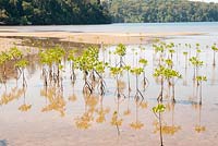 Rhizophora, mangroves nouvellement plantées dans un sol à faible teneur en oxygène et eau à déplacement lent aux Philippines