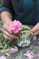 Jardin potager posie étape par étape en juin: Combinaison de rose avec vivace herbacée. Rosa 'Anne Boleyn' et Achillea millefolium.