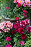 Potie potie étape par étape en juillet: Dahlias de patio rose et violet et Verveine traînante dans des pots en céramique.