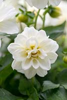 Dahlietta 'Select Blanca', annuelles Dahlia, juillet.