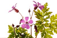 Geranium robertianum communément appelé Herb Robert Red Robin