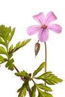 Geranium robertianum syn. Robertiella robertiana - communément appelée Herb Robert