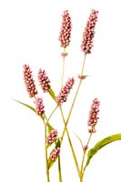 Persicaria maculosa - Polygonum persicaria - Chevalier arlequin