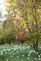 Tulipe noire Magnolia 'Jurmag1'
