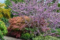 Cercis siliquastrum et Acer palmatum 'Shindeshojo '. Furzey Gardens, Hampshire. Mai.