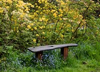 Banc dans la clairière des bois avec Rhododendron luteum - chèvrefeuille azalée derrière et myosotis - Myosotis sylvatica, syn. M. alpestris en dessous