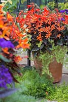 Pot tropical contenant Helichrysum petiolare 'Gold', Heliotropium arborescens 'Butterfly Kisses', Begonia boliviensis 'Santa Cruz Sunset', Begonia 'Glowing Embers' et Ipomoea 'Bright Ideas Black' Bright Ideas series