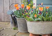 Viola tricolore et Tulipa 'Orange Princess' plantées dans des bassins en acier galvanisé
