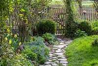 Chemin de jardin pavé de porte en bois et sphères de boîte, Buxus, Myosotis, Narcissus