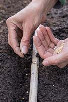 Semis de Mache 'Big Seeded' - Valerianella Locusta graines dans une tranchée peu profonde