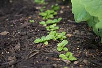 Croissance développement de Mache 'Big Seeded' - plants de Valerianella Locusta