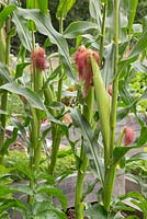 Maïs doux 'Minipop' F1 Hybrid - Zea mays var. rugosa mûrissant en bordure végétale