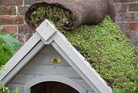 Tapis de sedum sur le dessus du gazon de jardin retourné, prenant en sandwich les deux couches ensemble - créant un toit vivant pour un chenil