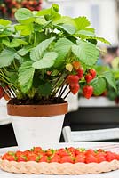 Fraises dans un pot de fleur et tarte aux fraises sur une table