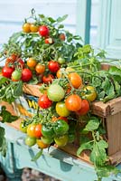 Tomates, type extérieur, 'Tumbling Red', présentées dans une boîte à légumes en bois vintage.