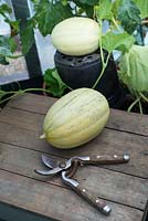 Cucumis melo 'Emir' Melon cultivé en serre, fraîchement coupé avec des fruits mûrs sur un pot de fleurs retourné.