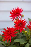 Dahlia 'Red Pygmy' - Cactus dahlia