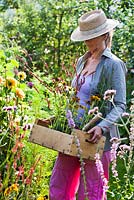 Femme tenant une boîte de vivaces - Persicaria amplexicaulis 'Firetail', Echinacea, Rudbeckia, Veronica spicata