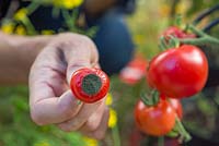 Lycopersicon esculentum 'Alicante' - Pourriture apicale sur tomate