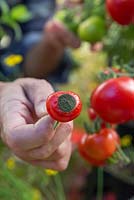 Lycopersicon esculentum 'Alicante' - Pourriture apicale sur tomate