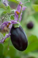 Solanum melongena - jackpot aubergine f1