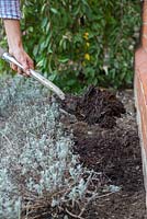 Ajouter un paillis de compost pour aider à la fertilité du sol