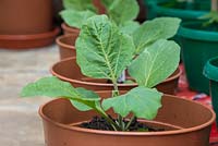 Rangée d'Aubergine 'Black Beauty' - Plantes Solanum melongena