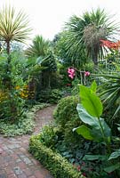 Jardin exotique avec chemin de briques bordé par Lonicera nitida 'Baggesen's Gold', Musa basjoo avec des fleurs roses de Canna iridiflora derrière