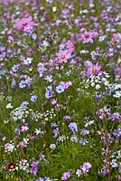 Prairie annuelle de fleurs sauvages avec Silene oculata et Cosmos