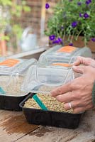 Placer les couvercles sur les graines de Zinnia fraîchement semées pour conserver la chaleur et l'humidité